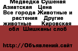 Медведка Сушеная Азиатская › Цена ­ 1 400 - Все города Животные и растения » Другие животные   . Кировская обл.,Шишканы слоб.